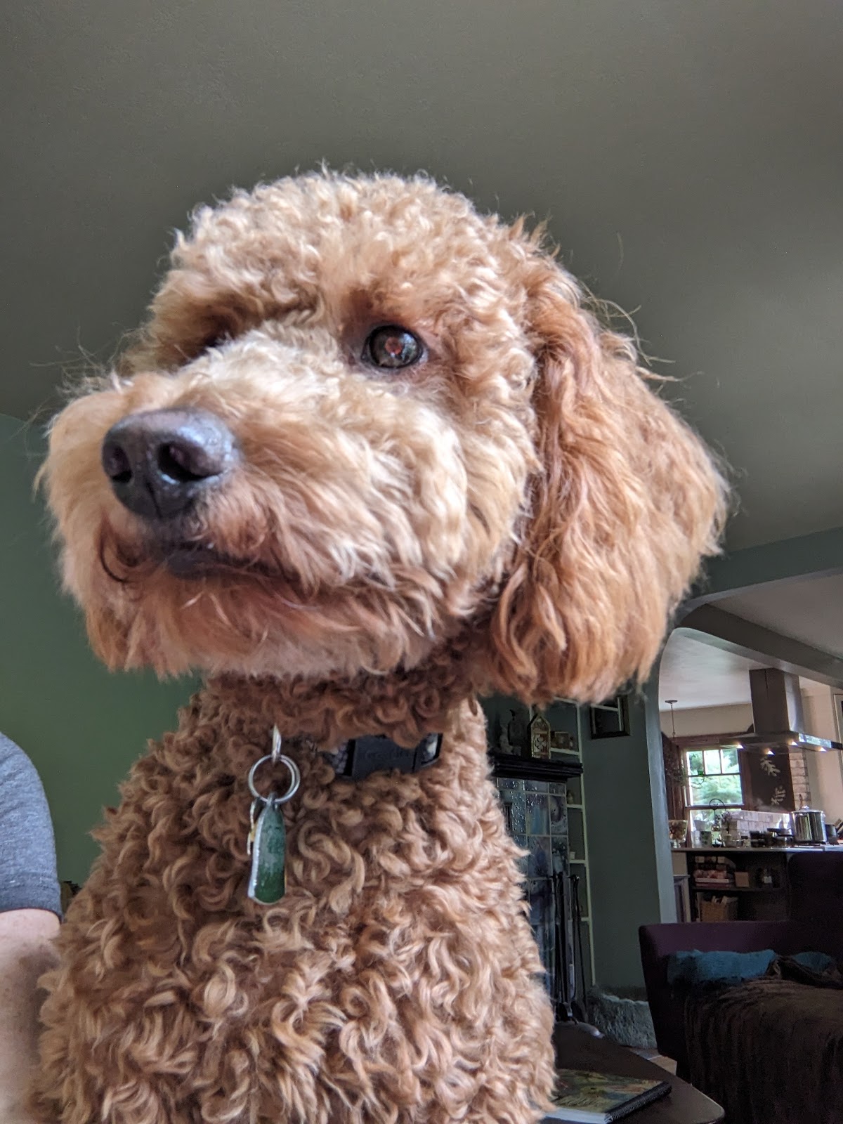 BarkZone